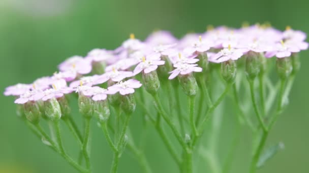 Vackra Små Ljus Rosa Blommor Grön Suddig Bakgrund — Stockvideo