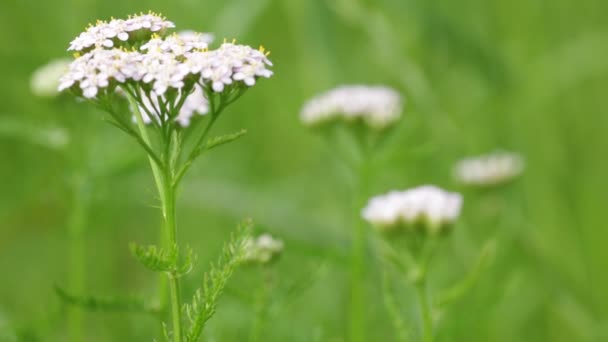 Bellissimi Piccoli Fiori Bianchi Sfondo Verde Sfocato — Video Stock