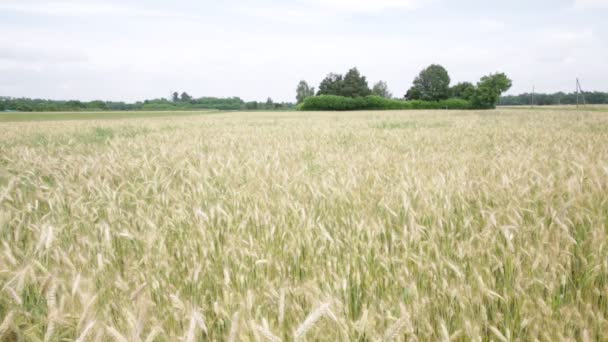 美しい小麦のフィールドで風の強い天気の中に移動 — ストック動画