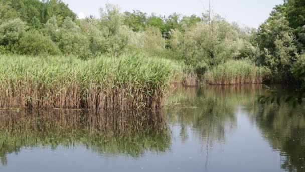 Mooie Vijver Met Riet Buurt Van Wilde Eend Italië — Stockvideo