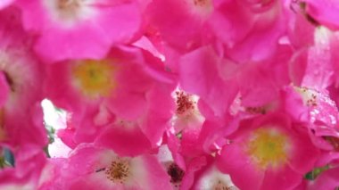 güzel pembe gül Bahçe'den oluşan seçici odak