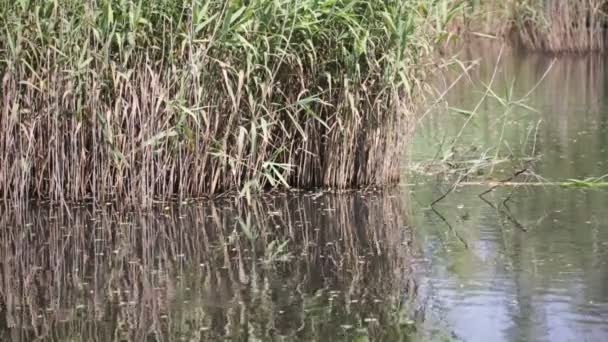 Bel Étang Avec Roseaux Près Canard Colvert Italie — Video