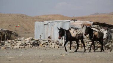 Tuz Köyü kırsal yolu üzerinde taşıyan eşekler kervanı