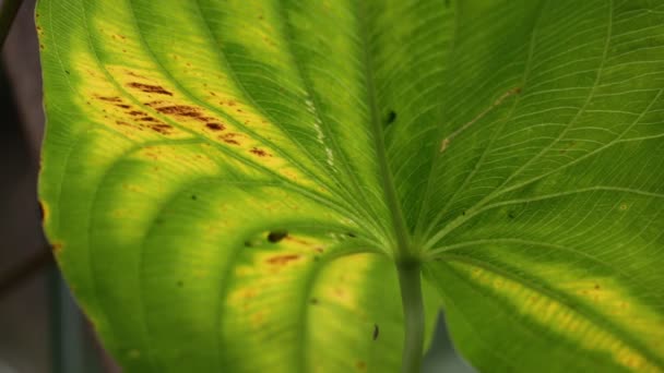 Vista Ravvicinata Della Foglia Verde Sfocata Nel Vento Sfondo Astratto — Video Stock