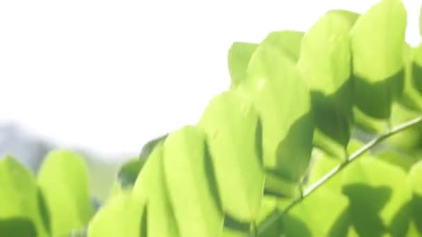 美丽的绿叶在小树枝上的公园在模糊的背景 — 图库视频影像
