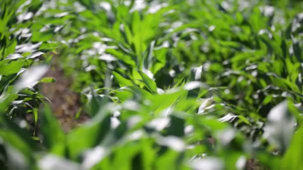 Вибірковий Фокус Зеленого Красивого Кукурудзяного Поля Фермі Сільській Місцевості — стокове відео