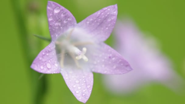 Selective Focus Beautiful Violet Flowers Water Drops Moving Wind Field — Stock Video