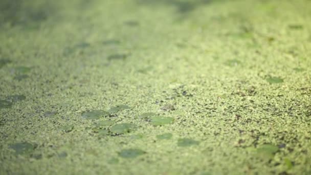 Hermoso Estanque Con Aguas Tranquilas Plantas Verdes Fondo Natural Abstracto — Vídeos de Stock