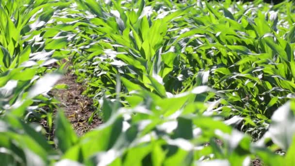 Зелене Красиве Кукурудзяне Поле Фермі Сільській Місцевості — стокове відео