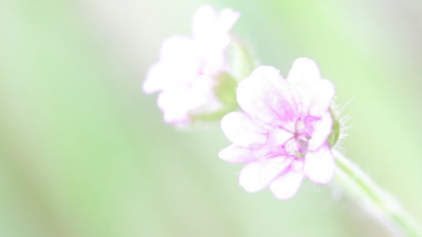Fioletowe Kwiaty Przejściem Przez Wiatr Ogrodzie Jasnozielonym Tłem — Wideo stockowe