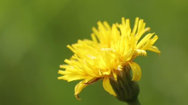 Schöne Gelbe Löwenzahnblüte Die Sich Durch Den Wind Wildem Grünen — Stockvideo