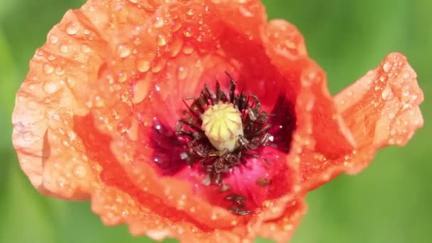 Bellissimo Fiore Papavero Rosso Con Rugiada Campo — Video Stock