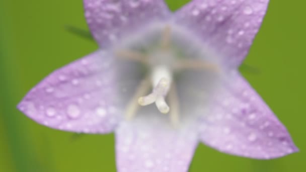 Hermosa Flor Púrpura Con Gotas Agua Moviéndose Por Viento Campo — Vídeos de Stock