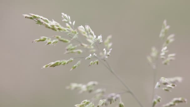 Pflanze Bewegt Sich Bei Windigem Wetter Auf Grauem Verschwommenem Hintergrund — Stockvideo