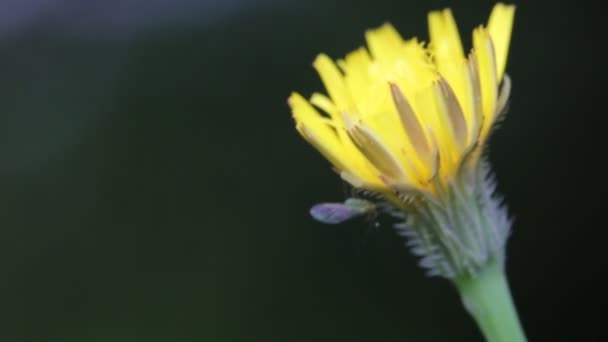 Schöne Blühende Gelbe Löwenzahnblume Die Sich Durch Den Wind Feld — Stockvideo