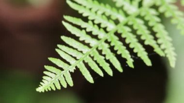 arka plan bulanık Park'ta güzel fern yaprak