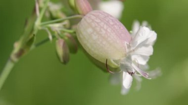 Rüzgar arka plan ve ışık çiçek bulanıklık