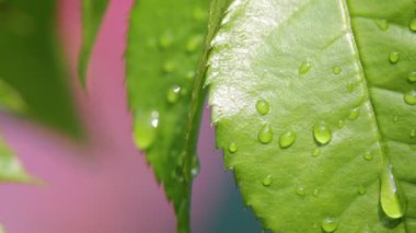 Rüzgar arka plan ve ışık çiçek bulanıklık