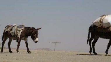 kimliği belirsiz kişi ve eşekler Çölü'nde doğal görünümü 