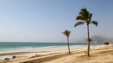 palmiye ağaçları ile okyanus plaj Rüzgar