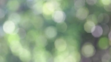 seçici odak bulanık yeşil arka plan