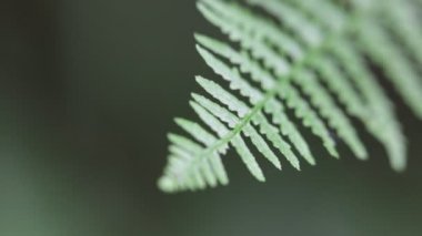 fern yaprak arka plan bulanık Park'ta yakın çekim