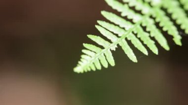 fern yaprak arka plan bulanık Park'ta yakın çekim