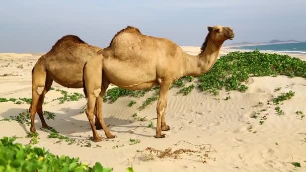 Footage Camel Grazing Sea Sunny Day — Stock Video