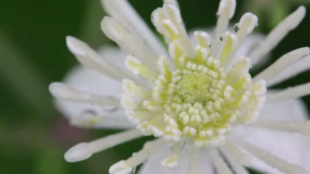 Beautiful White Flower Moving Wind Garden — Stock Video