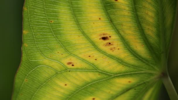 Vista Ravvicinata Della Foglia Verde Sfocata Nel Vento Sfondo Astratto — Video Stock