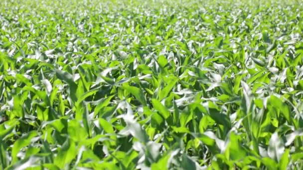 Verde Hermoso Campo Maíz Granja Campo — Vídeo de stock