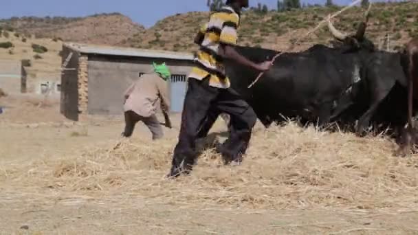 Farmers Beating Cows Cleaning Grains Farm — ストック動画