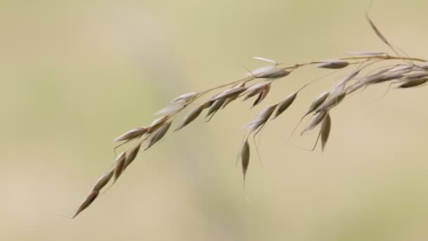 植物在多风天气移动在模糊的棕色背景 — 图库视频影像