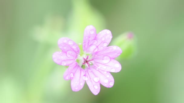 浅紫红色的花与水滴在花园里随风移动 — 图库视频影像