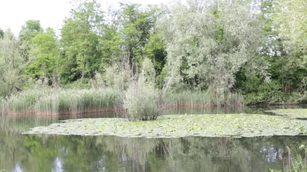 Bellissimo Stagno Con Acqua Calma Alberi Verdi Sfondo Naturale Panoramico — Video Stock