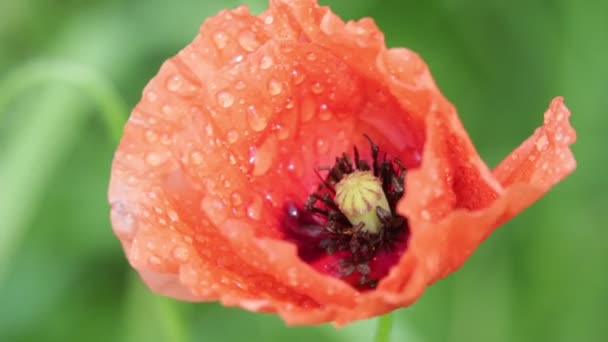 Mooie Rode Bloem Van Klaproos Veld Groene Achtergrond — Stockvideo