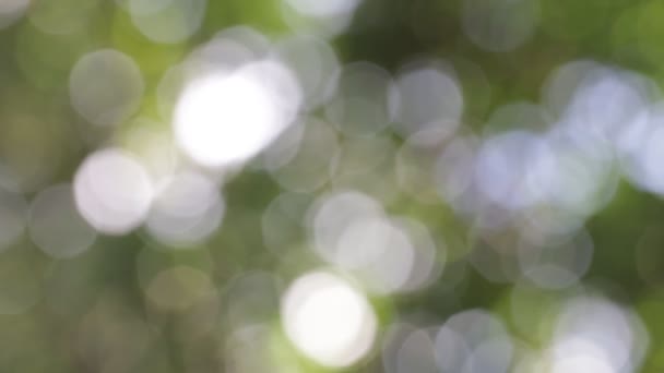 Selective Focus Abstract Blurred Green Background — Stock Video