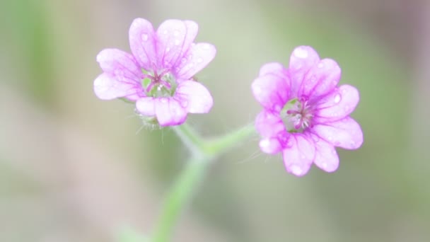 Violette Feldblumen Die Sich Garten Durch Den Wind Bewegen — Stockvideo