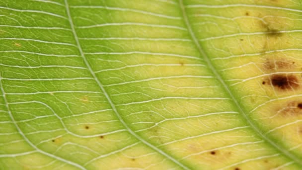 vue rapprochée de la feuille vert flou dans le vent, fond abstrait et lumière 