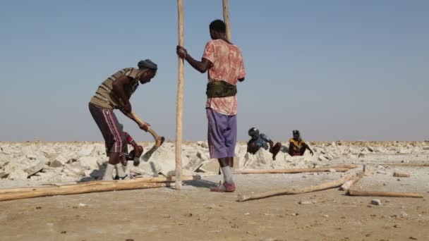 Scenic View Unidentified People Working Salt Industry — Stock Video