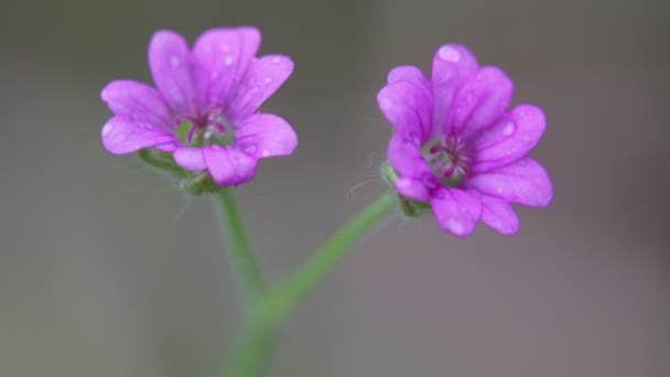 Flores Campo Violeta Movendo Pelo Vento Jardim — Vídeo de Stock