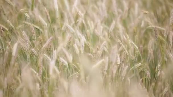 Selektiver Fokus Der Weizenbewegung Bei Windigem Wetter Feld — Stockvideo