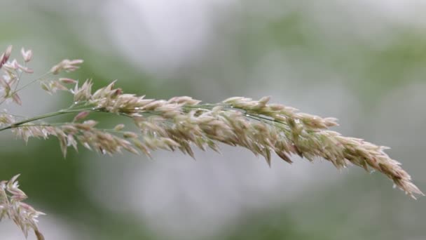 Close Van Plant Bewegen Tijdens Winderige Weer Onscherpe Achtergrond — Stockvideo