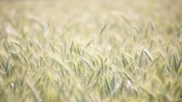 Trigo Moviéndose Durante Clima Ventoso Campo — Vídeo de stock