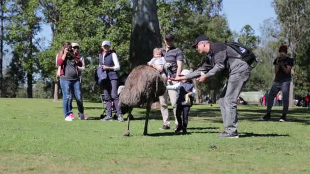 Austrália Kine Pine Koala Park Circa Agosto 2017 Pessoas Não — Vídeo de Stock