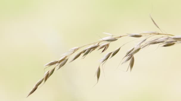 Rüzgarlı Havalarda Bulanık Kahverengi Zemin Üzerinde Hareket Bitki — Stok video