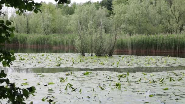 Hermoso Lago Con Aguas Tranquilas Árboles Verdes Italia — Vídeo de stock