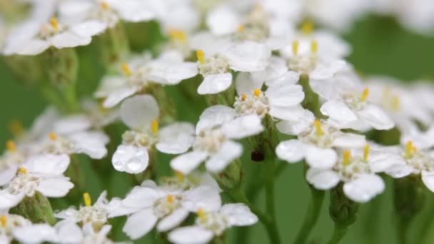Close Pequenas Flores Brancas Fundo Borrado Verde — Vídeo de Stock