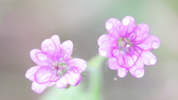 Fleurs Mauves Claires Déplaçant Par Vent Dans Jardin — Video