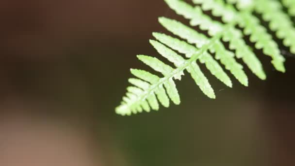 Close Fern Leaf Park Blurred Background — Stock Video
